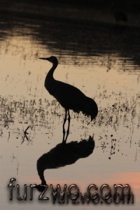 wildlife14-Sandhill-Crane-with-reflection