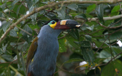 Plate-billed Mountain-Toucan