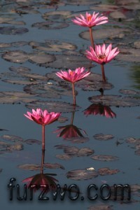 11OtR, Water lilies