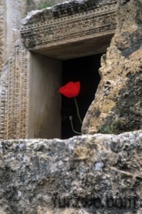 justforfun8-A-poppy-in-Roman-ruin-299x450