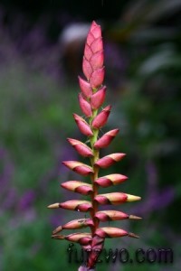 travel14-Tropical-flower