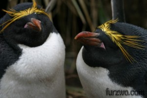 wildlife10-Macaroni-Penguin