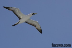 wildlife11-Masked-Booby