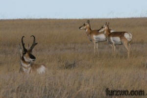 wildlife13-Prong-horned-Antelope