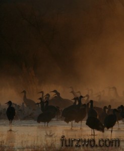 wildlife14-Sandhill-Cranes-in-the-morning-mist