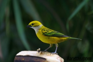 wildlife15-Silver-throated-Tanager