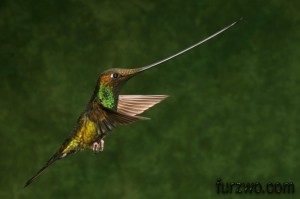 wildlife16-Sword-billed-Hummingbird