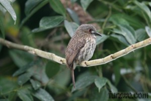 wildlife17-White-whiskered-Puffbird