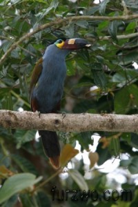 wildlife18Plate-billed-Mountain-Toucan