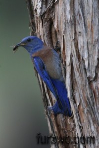 wildlife1Western-Bluebird