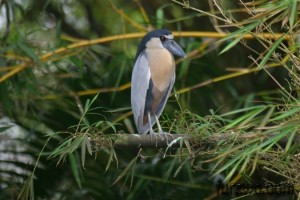 wildlife20-Boat-billed-Heron