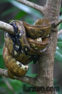 wildlife21-Boa-Constrictor-resting