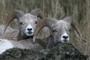 wildlife22-Big-Horned-Sheep