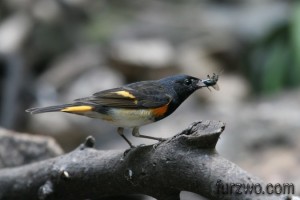 wildlife23-American-Redstart