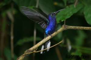 wildlife2Violet-Sabrewing