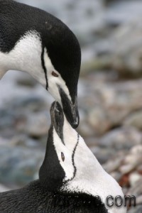 wildlife3-Chinstrap-Penguins