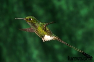 wildlife5-Booted-Racket-tail