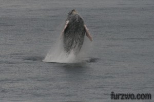 wildlife7-Humpbacked-Whale-breaching