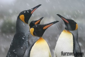 wildlife8-King-Penguin