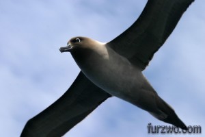 wildlife9-Light-Manteled-Sooty-Albatross