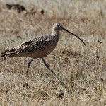 Long-Billed Curlew