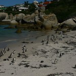 South Africa, African Penguins