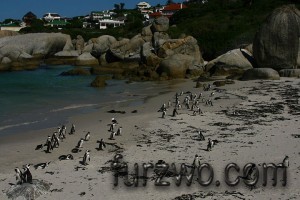 South Africa, African Penguins